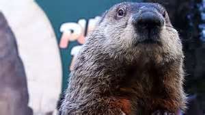 Marmotta Phil "prevede" inverno ancora lungo: almeno sei settimane