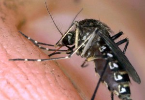 Zanzare 'buone' Ogm contro zanzare 'cattive' del Dengue: Florida attende test