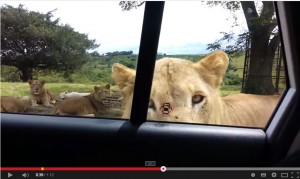 Video YouTube: la leonessa apre la macchina