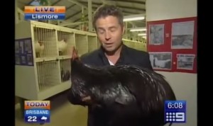 VIDEO YouTube: giornalista australiano nel panico: un gallo lo ha attaccato