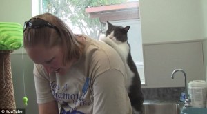 VIDEO YouTube - Banks, il gatto che massaggia la schiena alla sua padrona