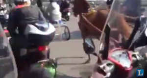 VIDEO YouTube Corsa clandestina di cavalli a Catania, in pieno giorno, nel traffico