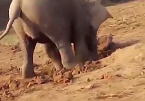 mamma elefante cerca per 11 ore di salvare cucciolo caduto nel fango