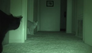 cosa fanno i gatti di notte? Lo mostra la telecamera ad infrarossi