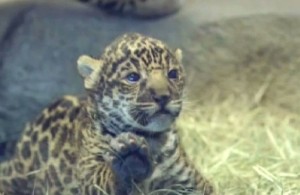 Cucciolo di giaguaro, debutto pubblico allo zoo di San Diego 