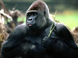 Riù, il gorilla solo dello zoo di Fasano che guarda la tv per vincere la noia
