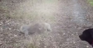  lotta libera tra due koala in un bosco 