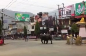 Nepal, rinoceronte uccide donna in strada