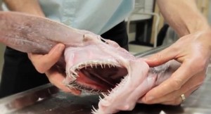 squalo Goblin, pescato in Australia un "fossile vivente"