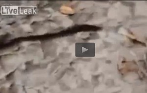 Mamma ratto e i suoi cuccioli si fingono serpente: tutti vicini in fila indiana VIDEO