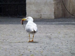 Venezia, gabbiani attaccano uomini: via i nidi da piazza San Marco