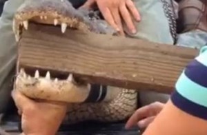 Esame cavo orale all'alligatore: bocca immobilizzata con bastone tra denti