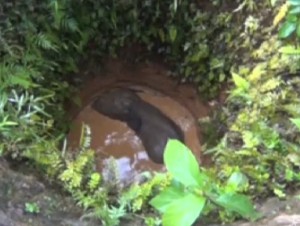 India, cucciolo elefante intrappolato in pozzo: tutto il villaggio lo soccorre