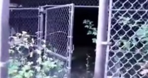 villa Mike Tyson con gabbia per tigri abbandonata 
