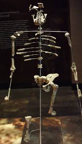 Australopiteco Lucy, osso di babbuino tra i resti dello scheletro antico