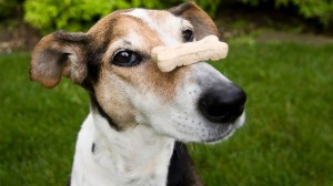 Marijuana per cani e gatti: biscottini con l'erba per curare i dolori