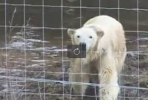 Scozia, a Kincraig primo orso polare femmina del Regno Unito
