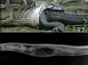 Video YouTube. Pitone mangia alligatore: la digestione ai raggi X