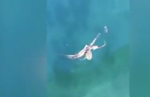 VIDEO YouTube. Sydney: polpo afferra granchio, la battaglia in mare