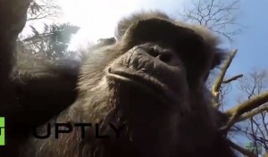 Olanda, scimpanzé non vuole essere ripreso e abbatte drone