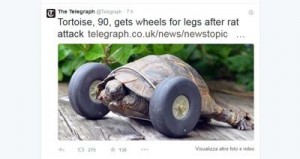 Mrs T, la tartaruga che si muove grazie alle ruote di un modellino di aereo VIDEO