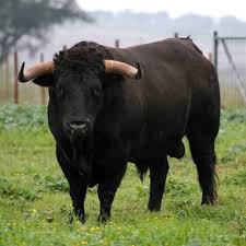 Rubano sperma di toro da fattoria: un bottino da 70mila dollari