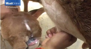 Video YouTube: il vitello con cinque bocche