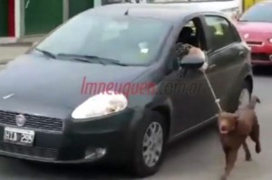  Argentina, porta il cane a guinzaglio fuori dall'auto in moto 
