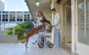 VIDEO YouTube: spot donazione organi, padrone e cane amici anche dopo la morte 