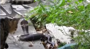 VIDEO YouTube: cobra in giardino, gatto decide di affrontarlo 