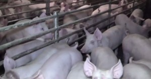  La vita dei maiali negli "allevamenti lager": l'inchiesta di Animal Equality