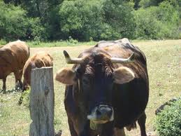 Vacche sacre di 'ndrangheta, intoccabili per paura dei boss: ora vogliono ucciderle