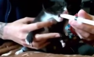 VIDEO YouTube - Popcorn e Marshmallows, gattini abbandonati e salvati 
