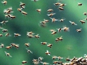 Cremona, il mistero delle api morte: miele e alveari a rischio