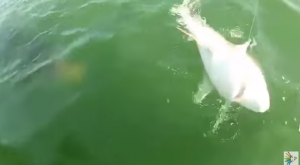 VIDEO YouTube, la cernia gigante inghiotte lo squalo