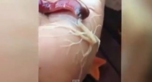 VIDEO YouTube Verme di mare Sipuncula sputa una radice bianca sulla mano