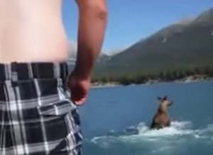 Video YouTube - Uomo cavalca un'alce e filma tutto. Ricercato