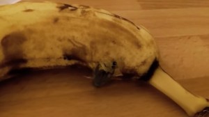 VIDEO YouTube. Sta per mangiare una banana che si muove...e ne esce un ragno