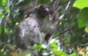 Il pigrissimo bradipo fa impazzire il Costa Rica VIDEO