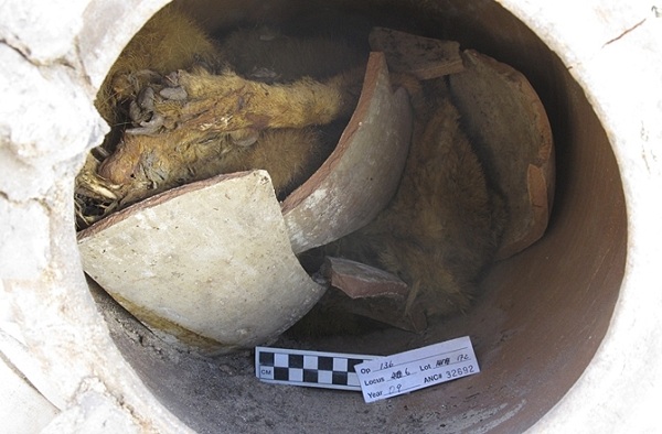 Tomba con 8 milioni di cani mummificati: la scoperta in Egitto FOTO