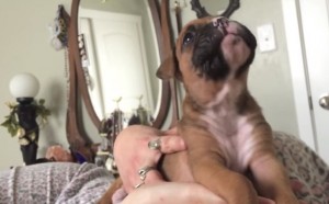 VIDEO YouTube - Il cucciolo di boxer che ulula: e ha solo 3 settimane