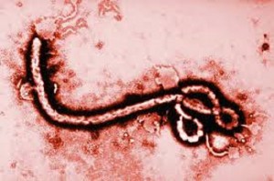 Ebola: infermiere italiano Emergency guarito, sarà dimesso