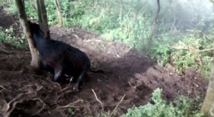 Mucca incastrata tra 2 alberi: toro in amore la prende di mira, volontari la "salvano"