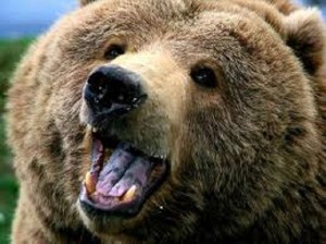 Trento: uomo aggredito e ferito da un orso sul monte Bondone