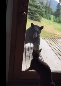 Video YouTube - Alaska, gatto "da guardia" mette in fuga l'orso