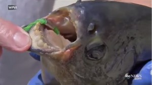 VIDEO YouTube. Pacu da Amazzonia a Usa: pesce "mangia testicoli" a Philadelphia