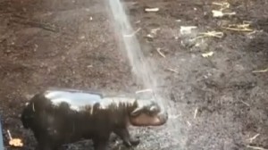 Melbourne, allo zoo è nato un ippopotamo pigmeo