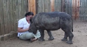 VIDEO YouTube - Cucciolo di rinoceronte orfano si fa coccolare da "mamma" umana