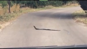 VIDEO: Serpenti "scursuni" si accoppiano al centro della strada. Squinzano, Lecce