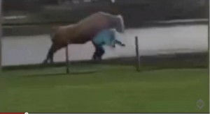 VIDEO YouTube. Toro scappa da fattoria e travolge donna che passeggia a Lerwick